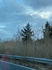 Juniperus virginiana virginiana