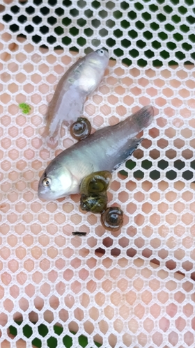 Patricia's pearlfish (Austrolebias patriciae) — Rivulidae