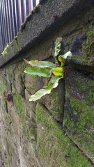 Asplenium scolopendrium