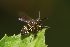 Stenodynerus chinensis