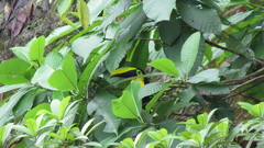 Ramphastos brevis