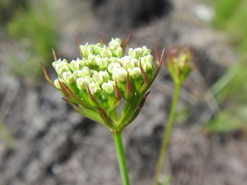 Image of Itasina filifolia by (c) douglaseustonbrown, some rights reserved (CC BY-SA)