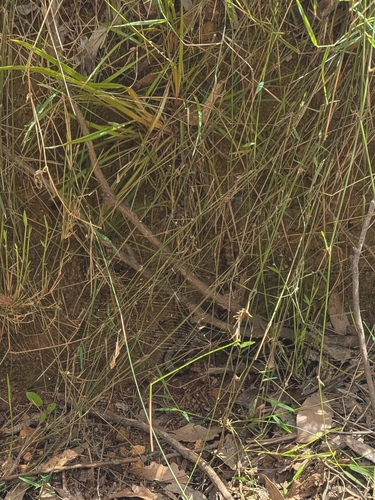 Tiger Snake sighting