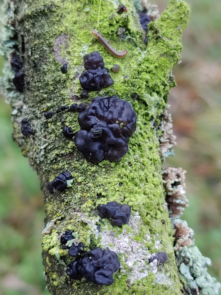 Exidia nigricans · November 2025 · photo: © valeriidarmostuk (iNaturalist, cc-by)