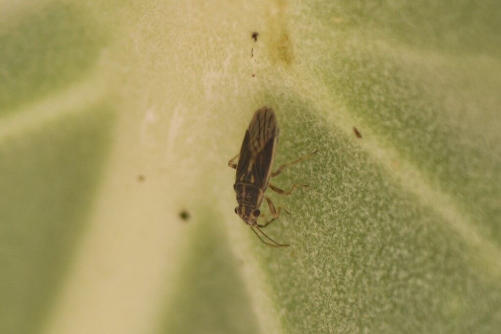 Paranysius fallaciosus