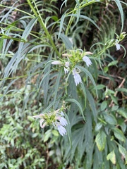 Lobelia seguinii