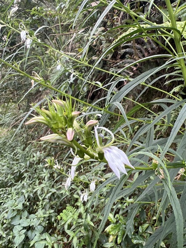 Lobelia seguinii, photograph 2