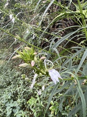 Lobelia seguinii, photograph (c) 銀杏, some rights reserved (CC BY)