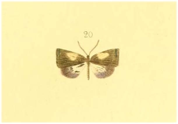Heteropan truncata