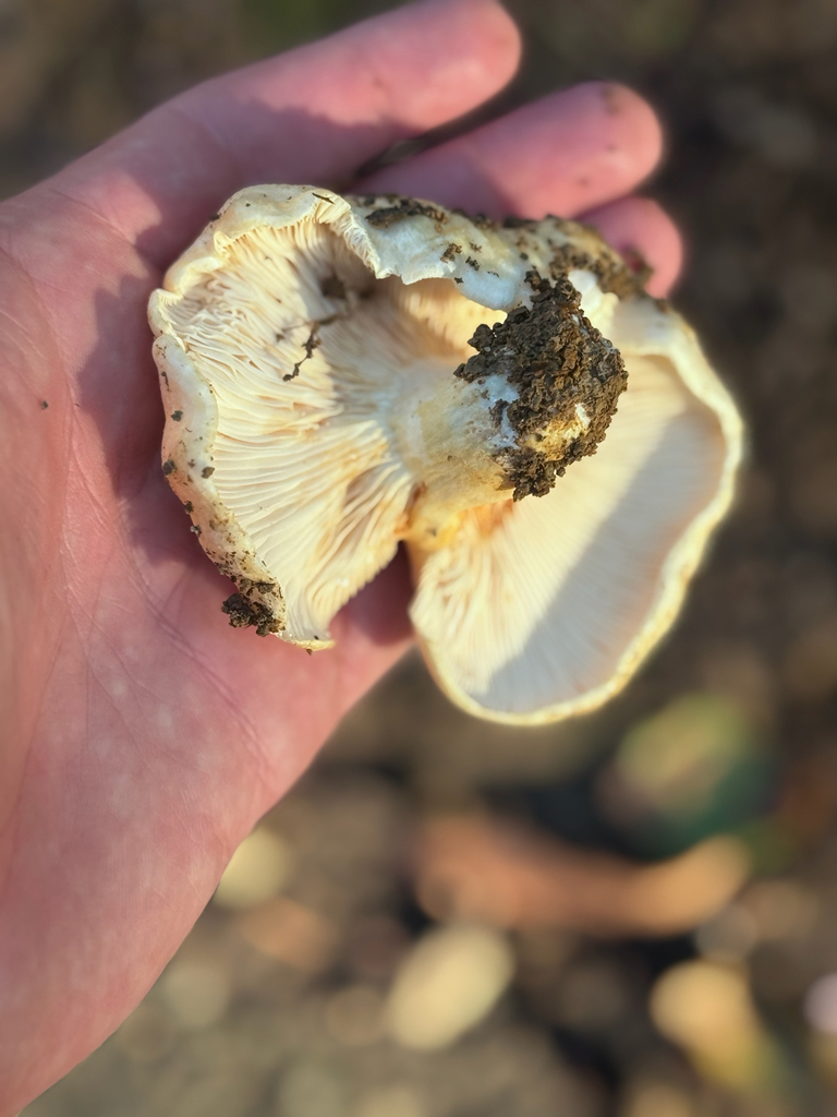 Lactarius alnicola · November 2025 · photo: © el-markos (iNaturalist, cc-by)