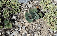 Gueldenstaedtia monophylla