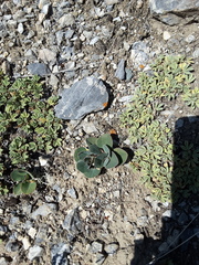 Gueldenstaedtia monophylla