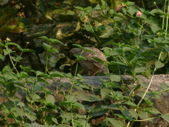 Ortygornis pondicerianus