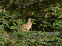 Ortygornis pondicerianus