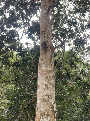 Vateria copallifera observed 2025-11-16