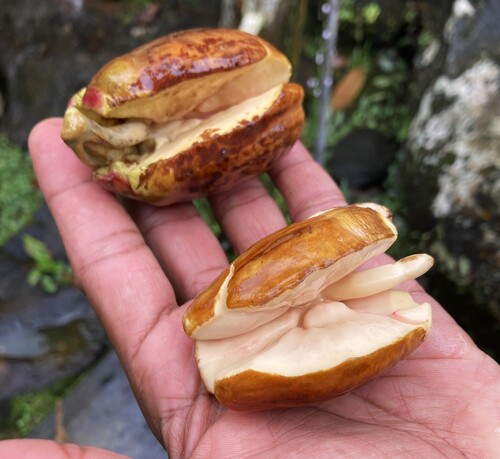 Vateria copallifera observed 2025-11-16