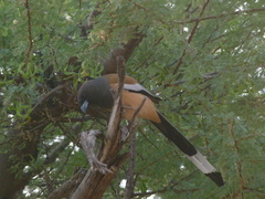 Dendrocitta vagabunda