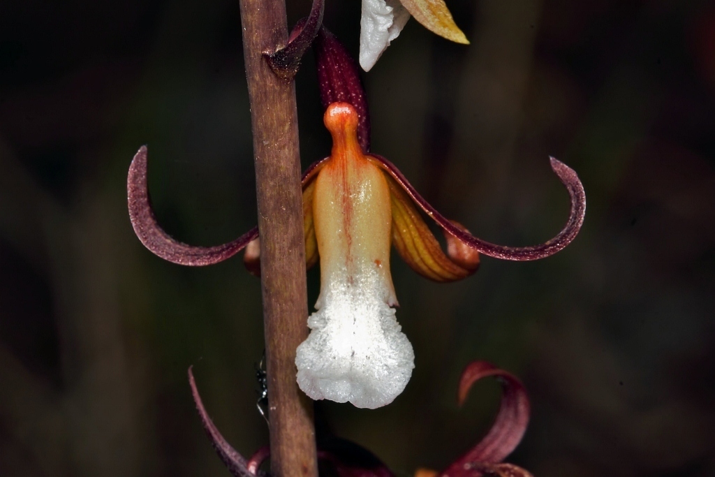 Eulophia subsaprophytica