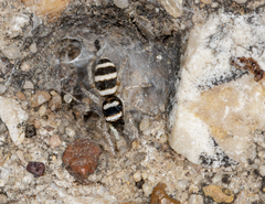 Salticus austinensis