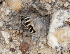 Salticus austinensis