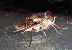 Scaptia abdominalis