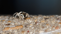 Salticus austinensis