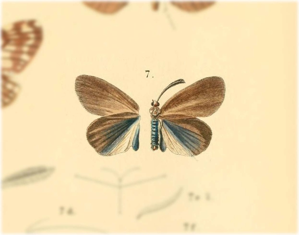 Heteropan appendiculata