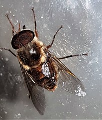 Scaptia abdominalis