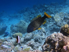 Lethrinus erythracanthus