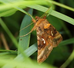 Autographa macrogamma
