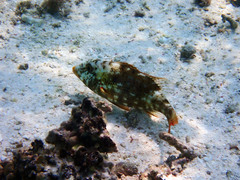 Lethrinus xanthochilus
