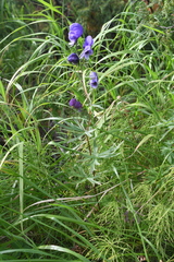 Aconitum baicalense