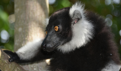 Varecia variegata