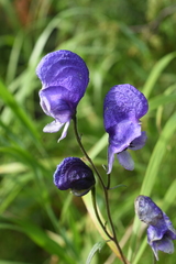 Aconitum baicalense