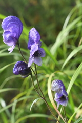 Aconitum baicalense