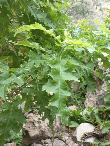Baja California Ragweed (Ambrosia carduacea)