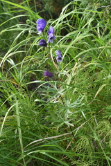Aconitum baicalense