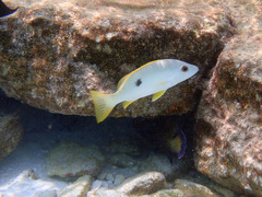 Lutjanus monostigma