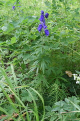 Aconitum baicalense