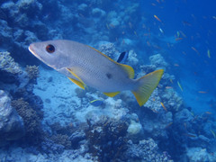 Lutjanus monostigma