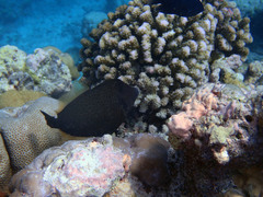 Cantherhines pardalis