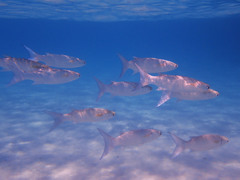 Crenimugil crenilabis