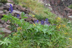 Aconitum baicalense