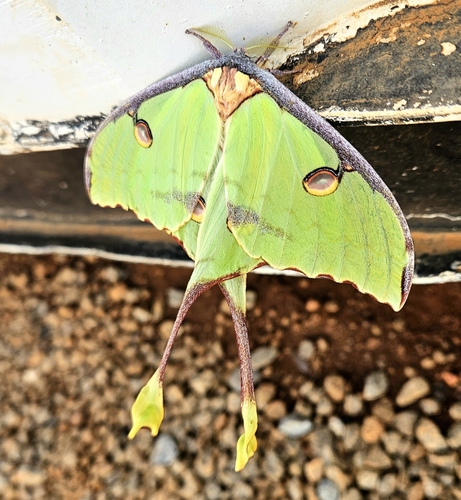 African Moon Moth
