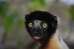 Propithecus coronatus