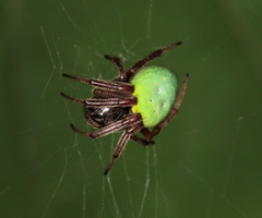 Araneus apricus