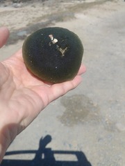 Siphonocladales