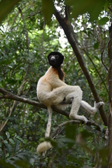 Propithecus coronatus
