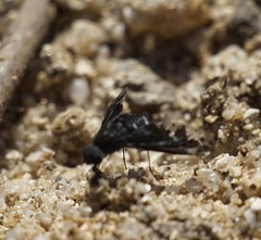 Anthrax maculatus