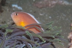 Skunk Clownfish photo 5